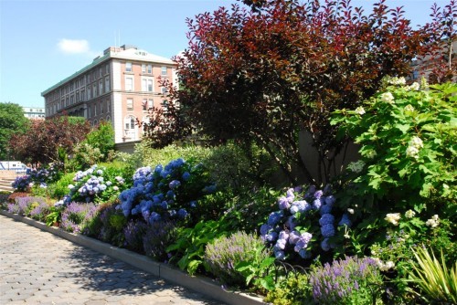 Garden on campus
